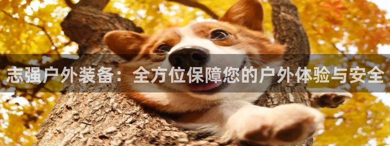新宝gg怎样