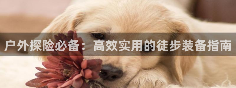 新宝gg主页