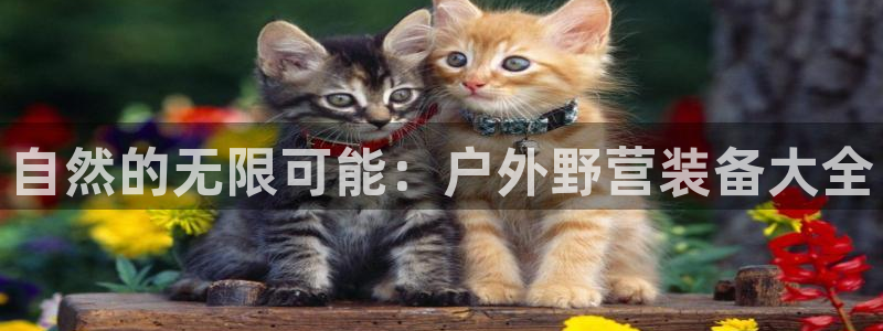 新宝gg棋牌