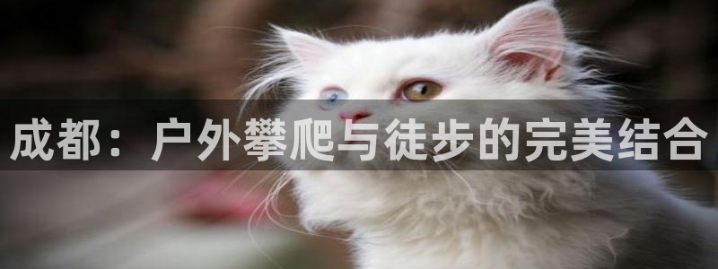 怎么下载新宝gg